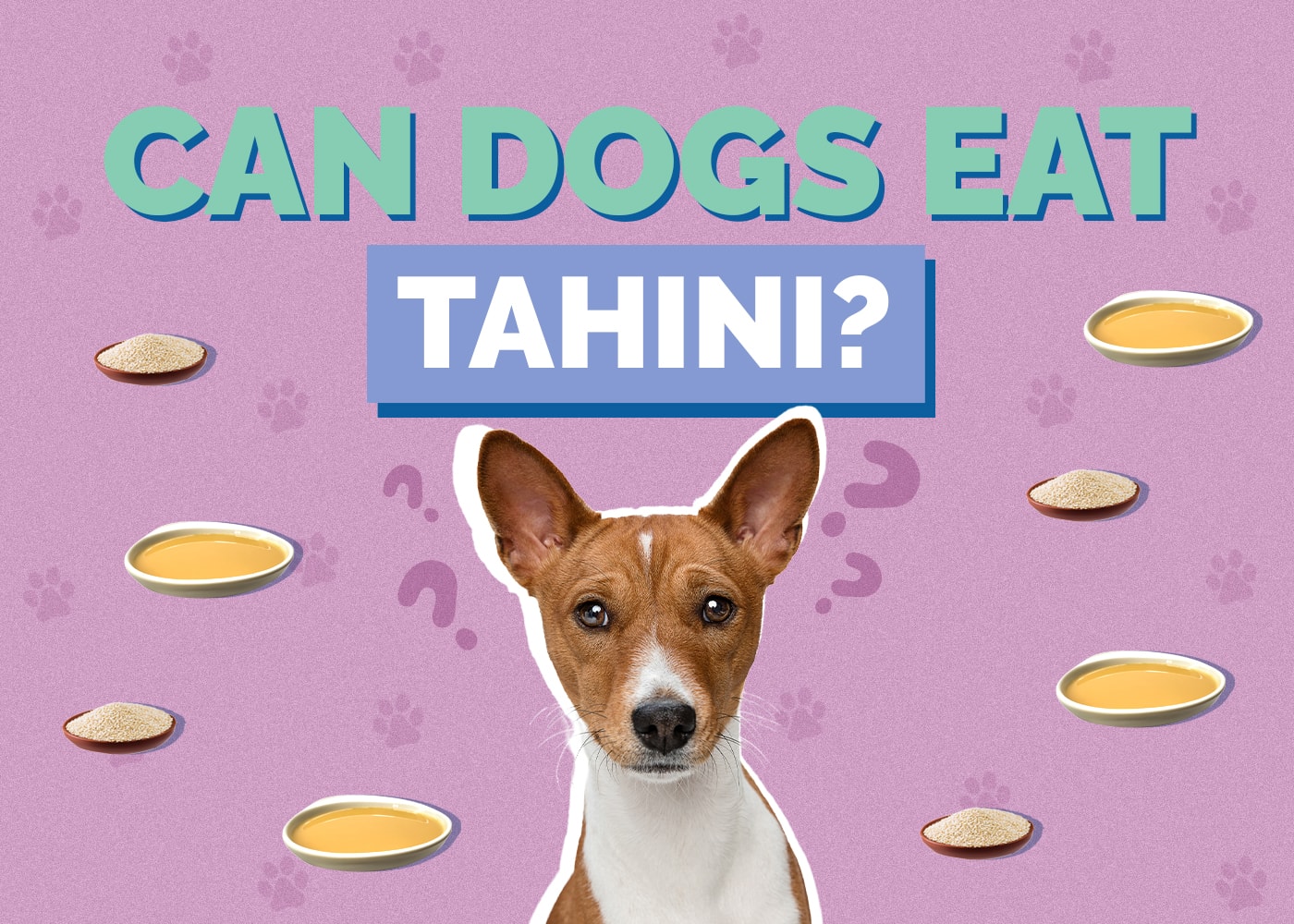 Can Dogs Eat Tahini? Vet-Reviewed Precautions & Benefits
