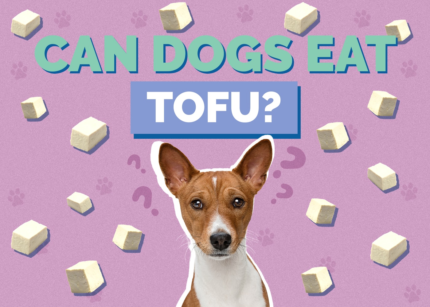 Can Dogs Eat Tofu? Vet-Reviewed Facts & FAQ