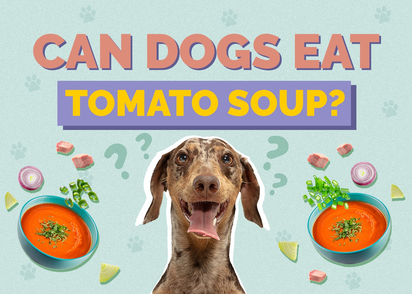 Can Dogs Eat Tomato Soup? Vet Approved Facts & FAQ
