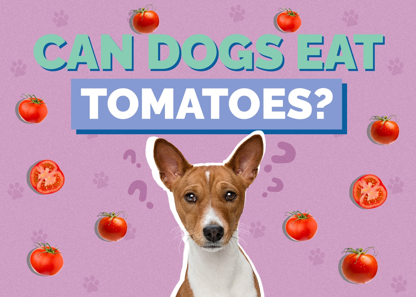 Can Dogs Eat Tomatoes? Nutrition Facts & Safety Guide