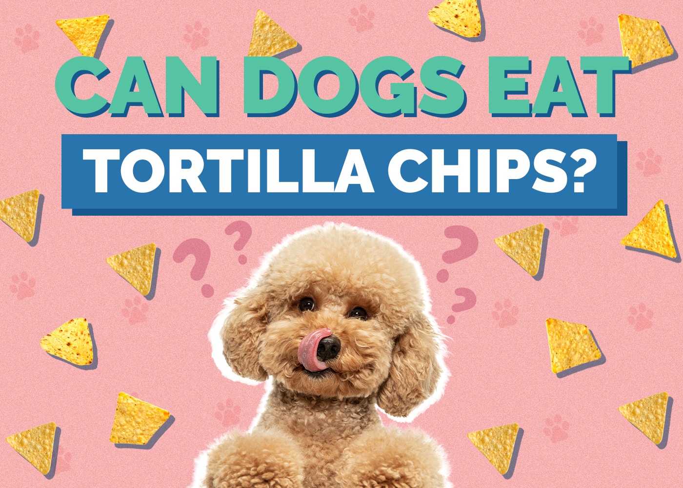Can Dogs Eat Tortilla Chips? Vet Reviewed Risks & Safety Guide