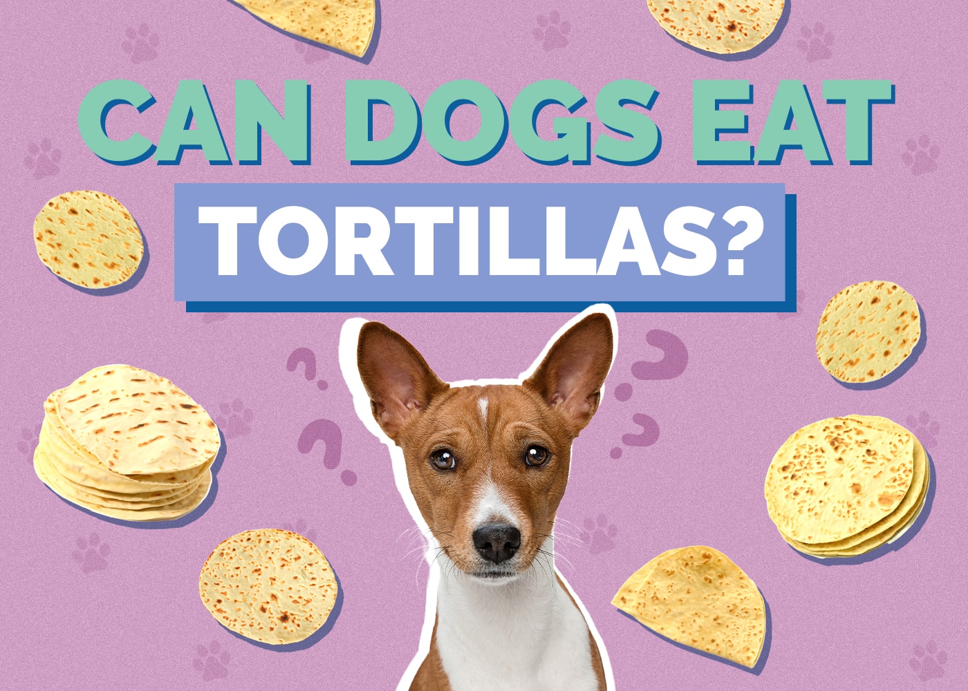 Can Dogs Eat Tortillas? Vet-Reviewed Health Facts & FAQ