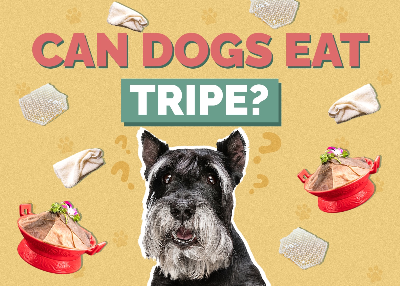 Can Dogs Eat Tripe? Vet Reviewed Facts and FAQ