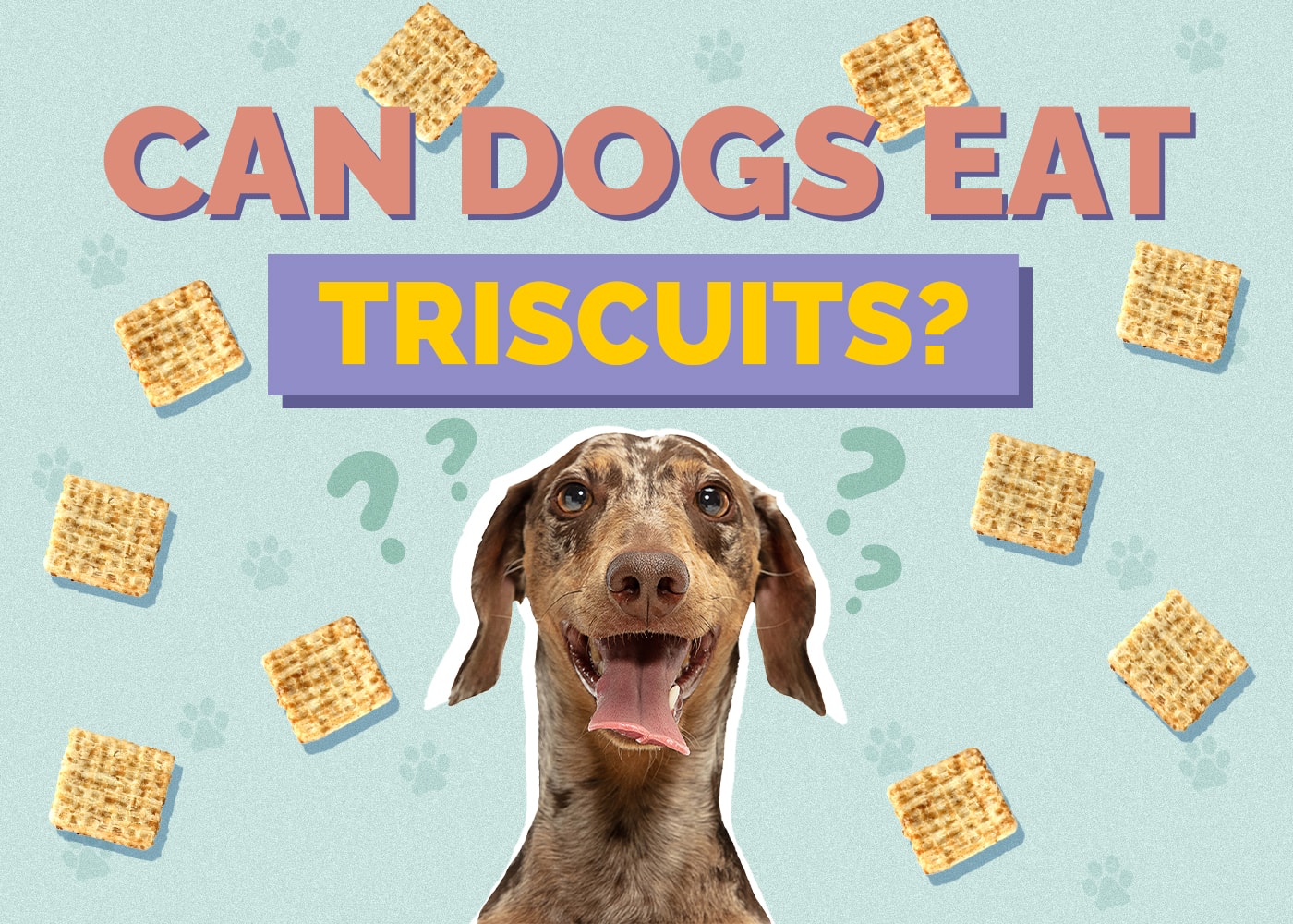 Can Dogs Eat Triscuits? Vet-Reviewed Facts & FAQs