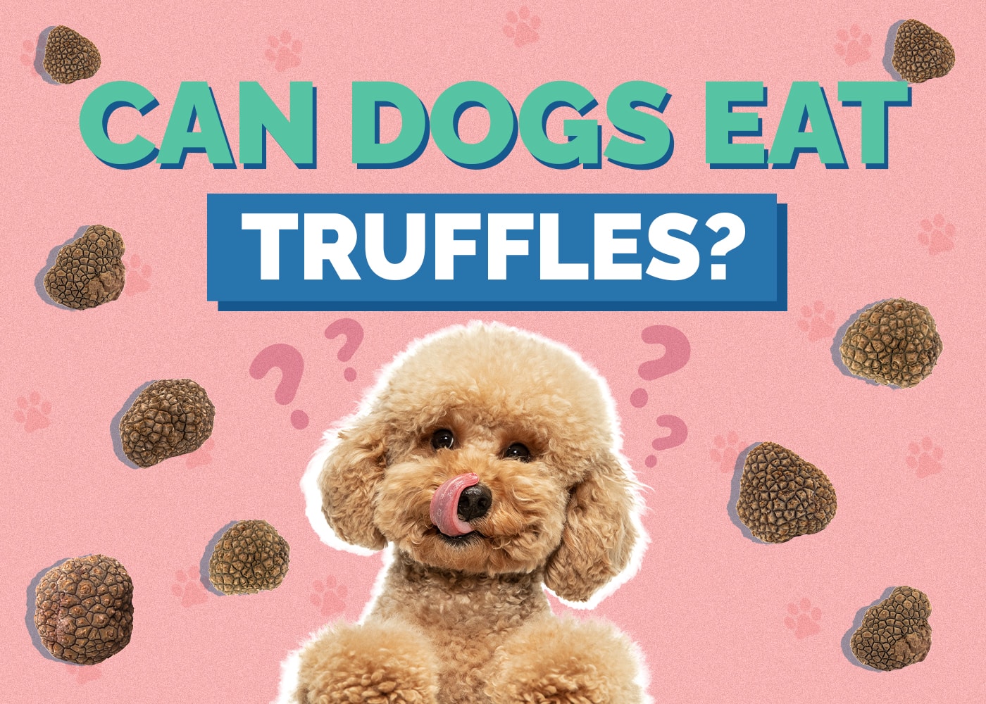 Can Dogs Eat Truffles? How healthy are they?