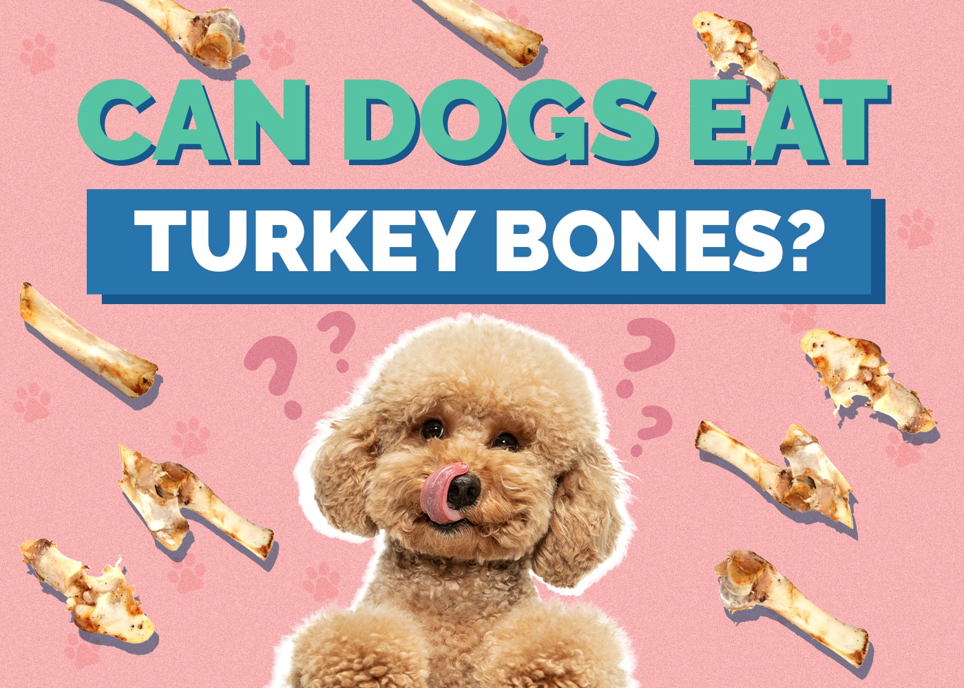 Can Dogs Eat Turkey Bones? Vet-Approved Risks & Safety Tips