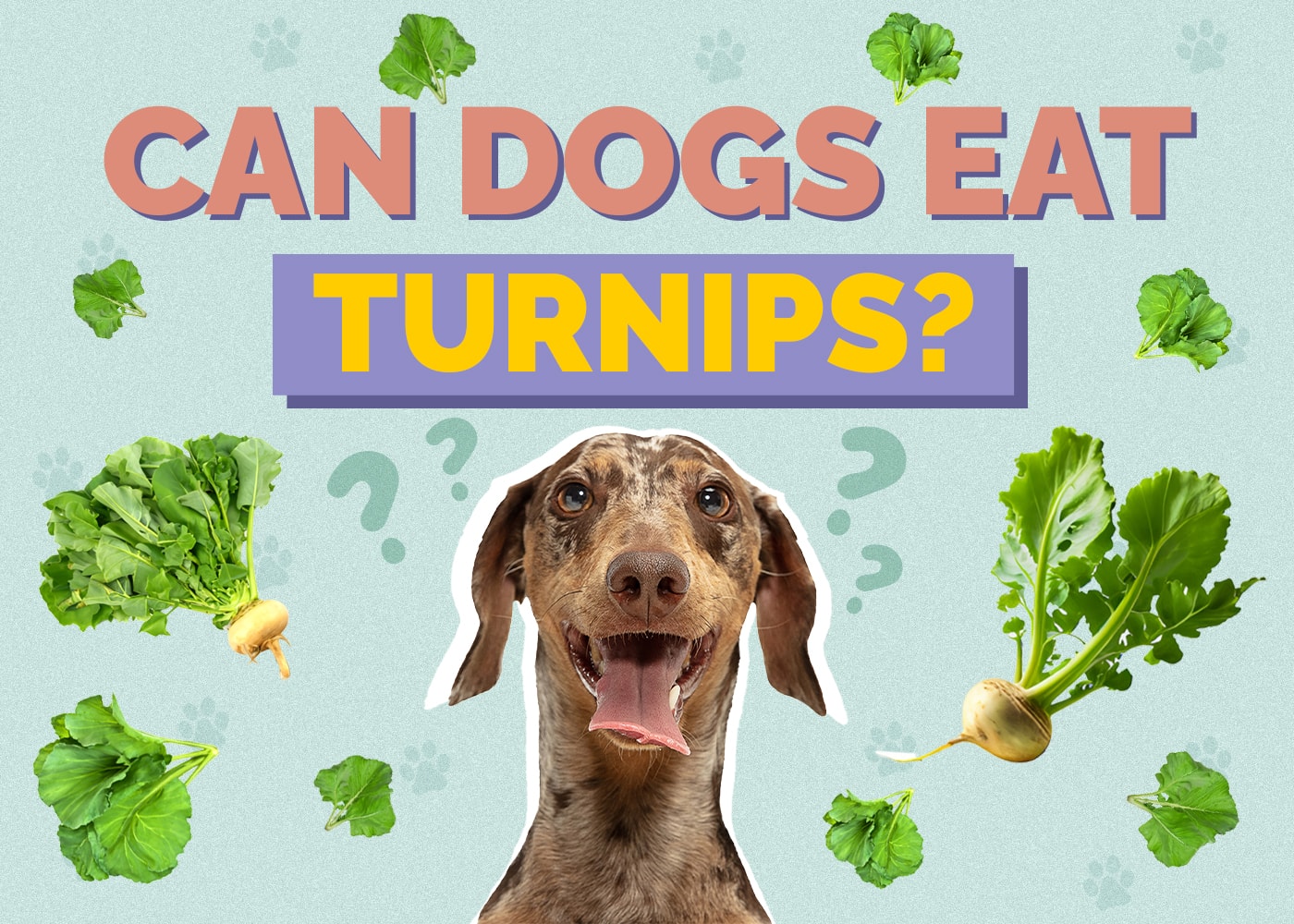 Can Dogs Eat Turnips? Vet Reviewed Nutrition Facts & FAQ