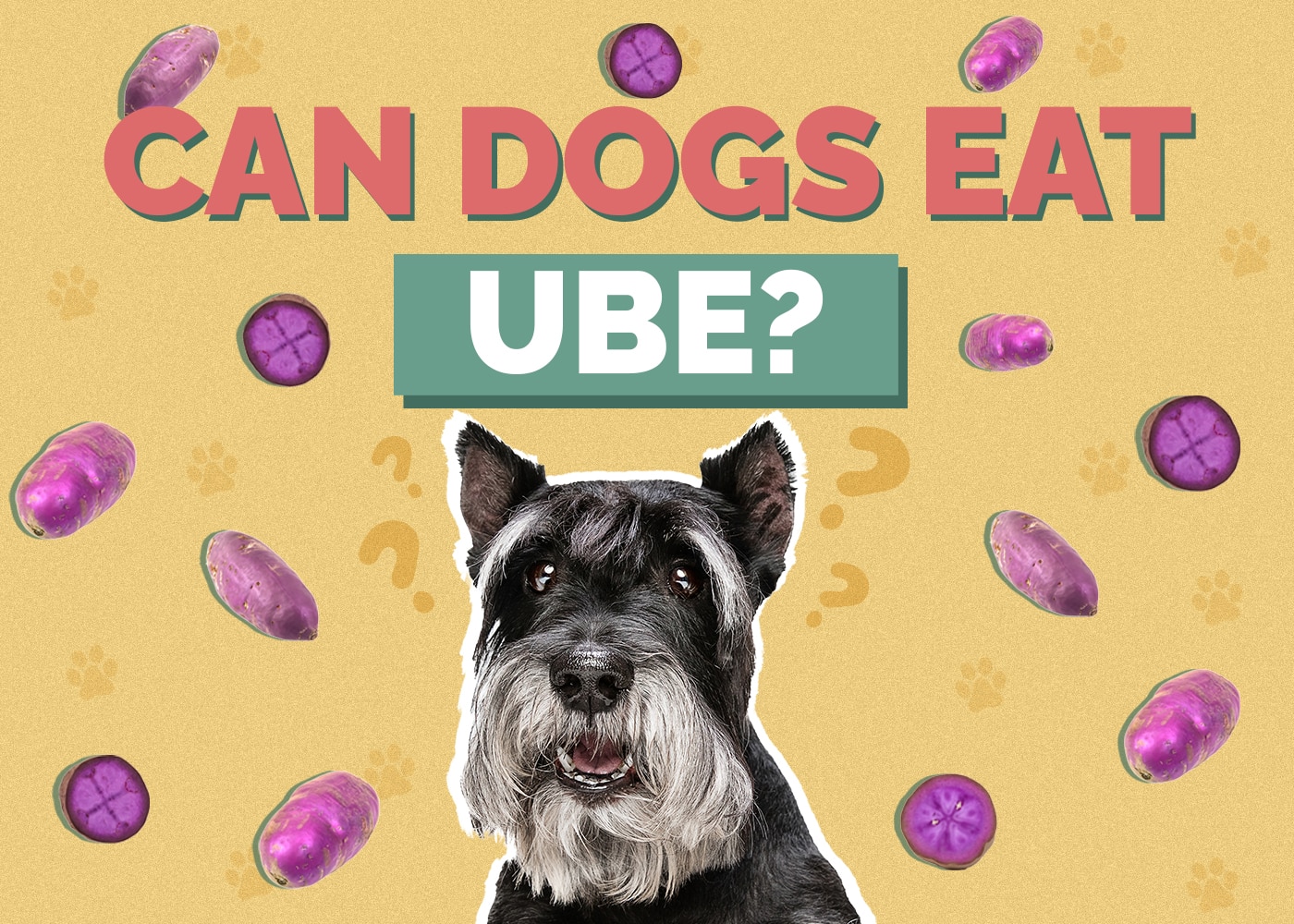 Can Dogs Eat Ube (Purple Yam)? Vet-Approved Facts