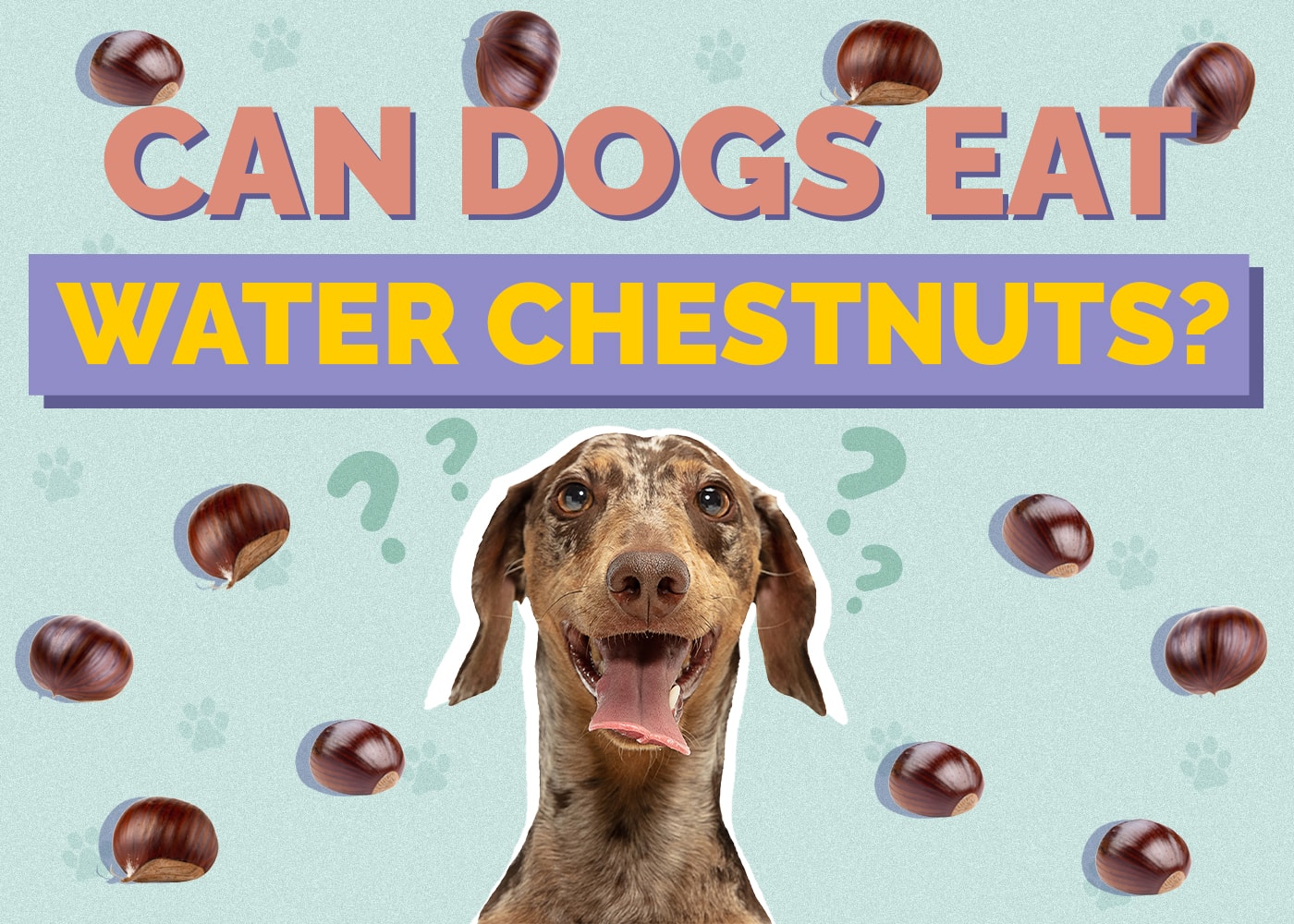 Can Dogs Eat Water Chestnuts? Vet-Approved Facts & Tips