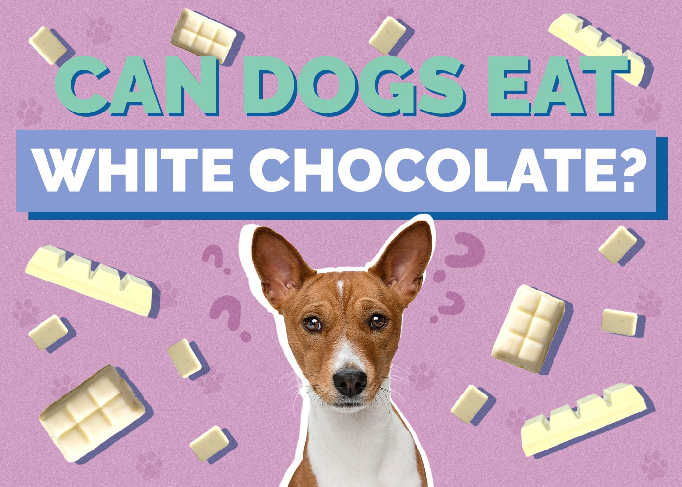 Can Dogs Eat White Chocolate? Vet-Reviewed Safety Guide & FAQ