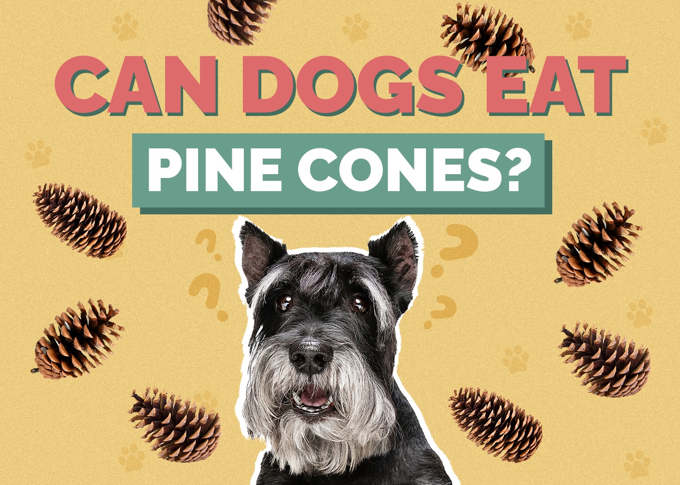 Can Dogs Eat Pine Cones? Health Concerns Reviewed