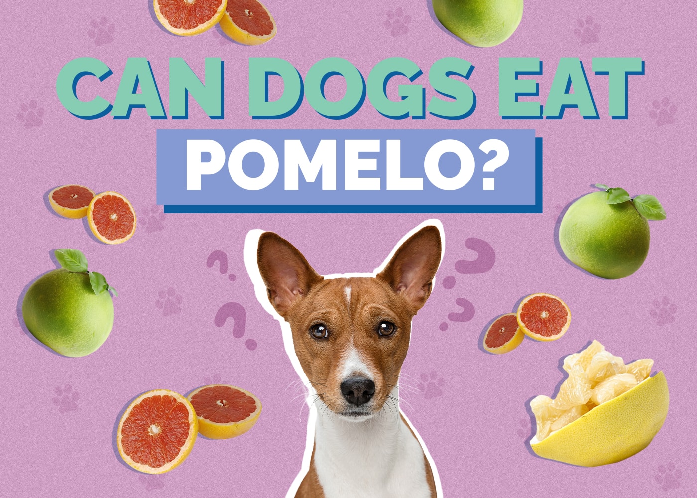 Can Dogs Eat Pomelo? The Surprising Answer