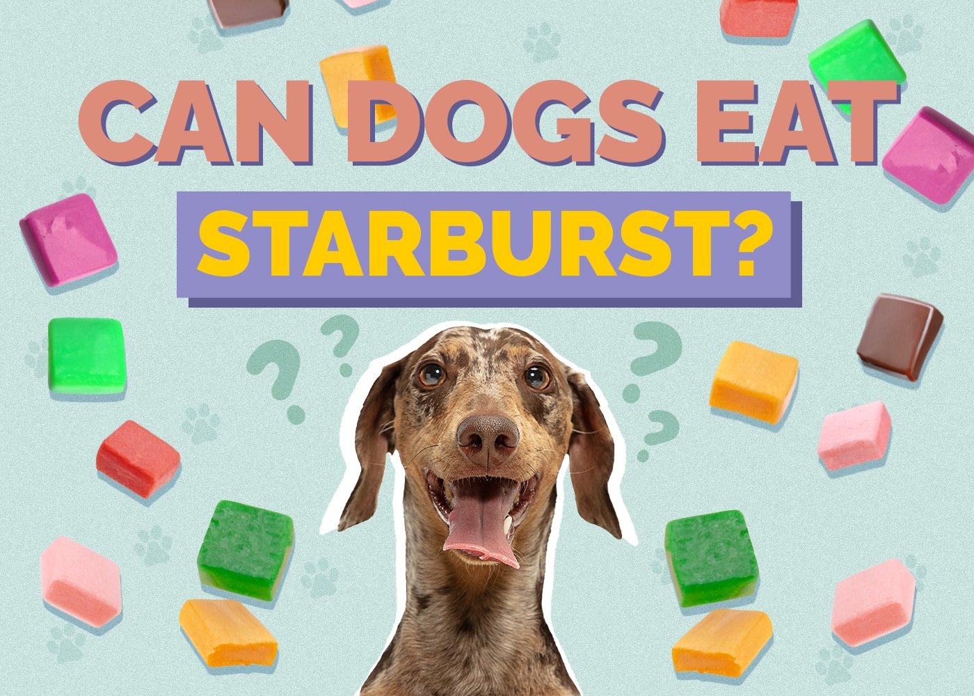 Can Dogs Eat Starburst? What The Science Says!