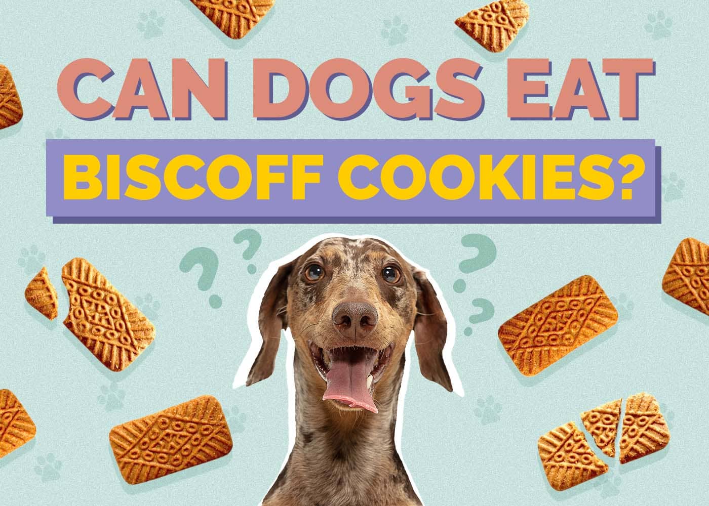 Can Dogs Eat Biscoff Cookies? Vet-Reviewed Concerns & Alternatives