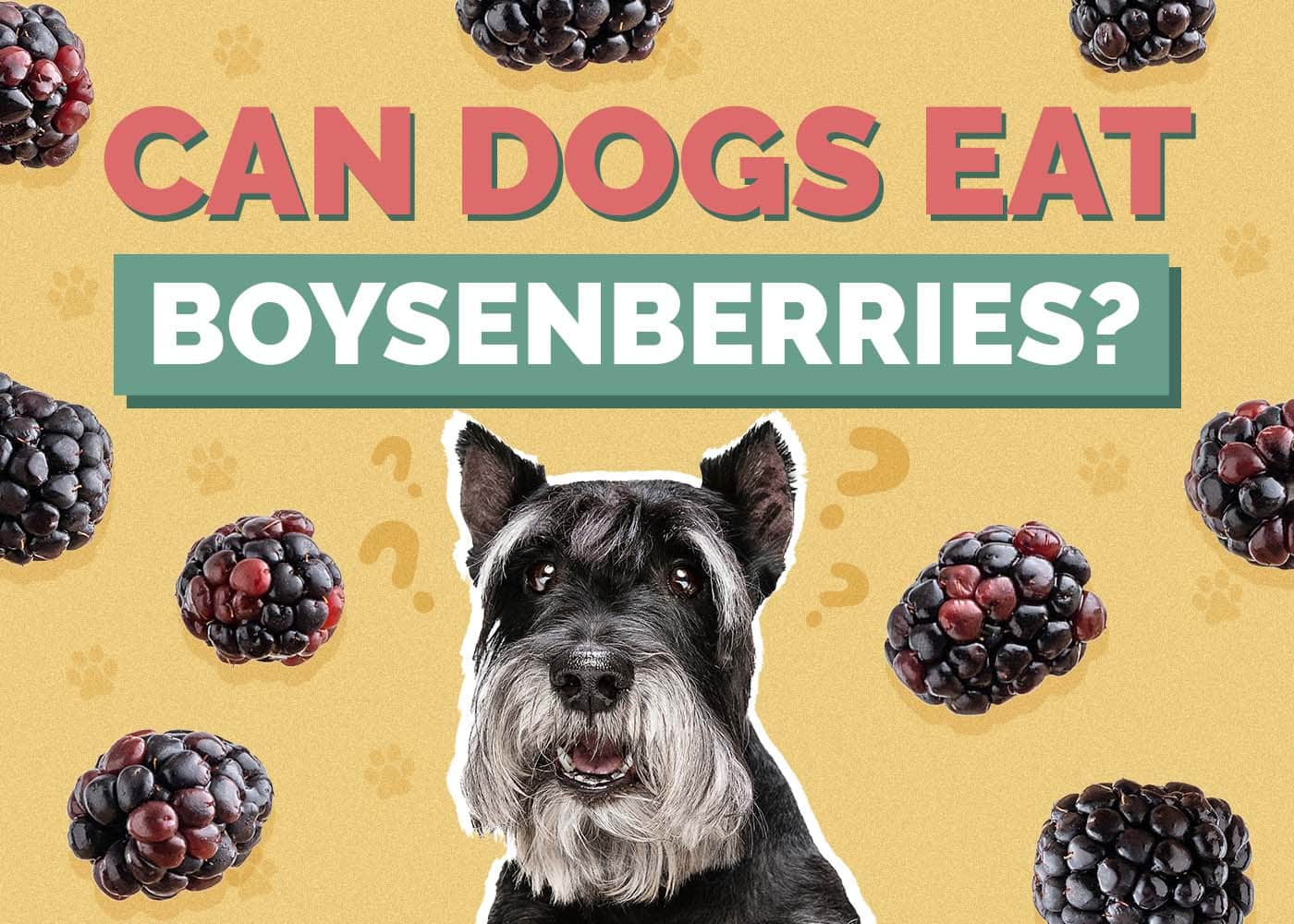 Can Dogs Eat Boysenberries? Vet Reviewed Facts & Health Concerns