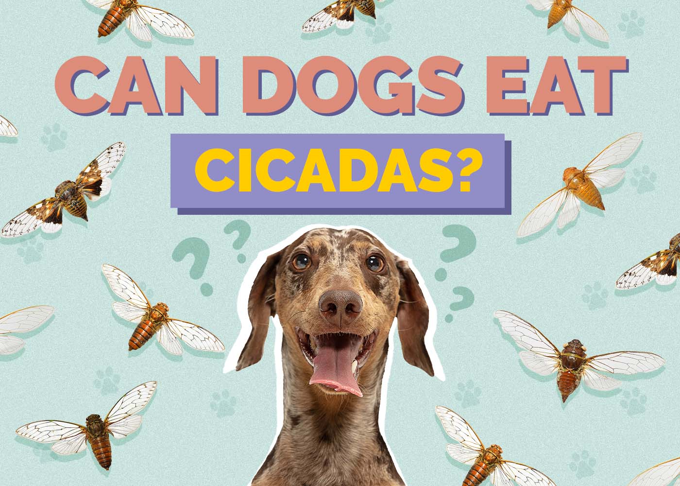 Can Dogs Eat Cicadas? Vet Approved Facts & FAQ
