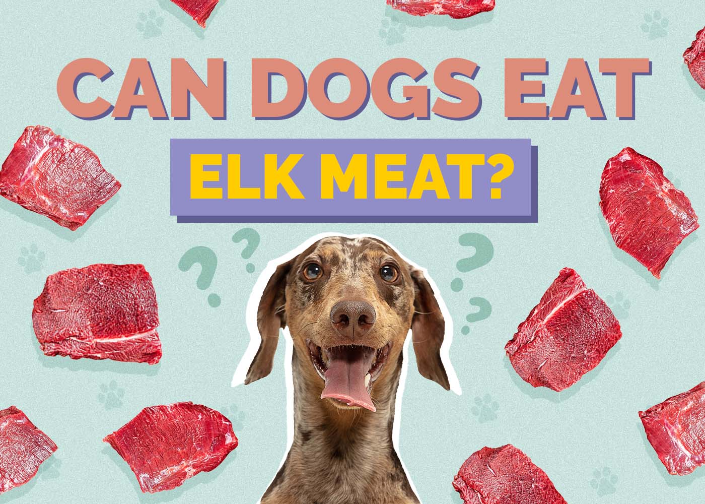 Can Dogs Eat Elk Meat? Vet Reviewed Health Concerns & FAQ