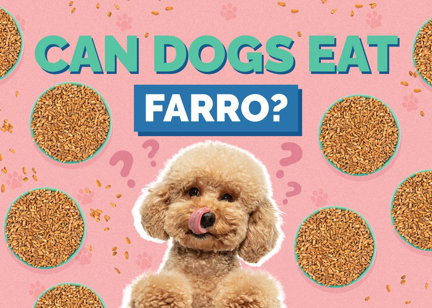 Can Dogs Eat Farro? Vet Reviewed Health Concerns & Advice