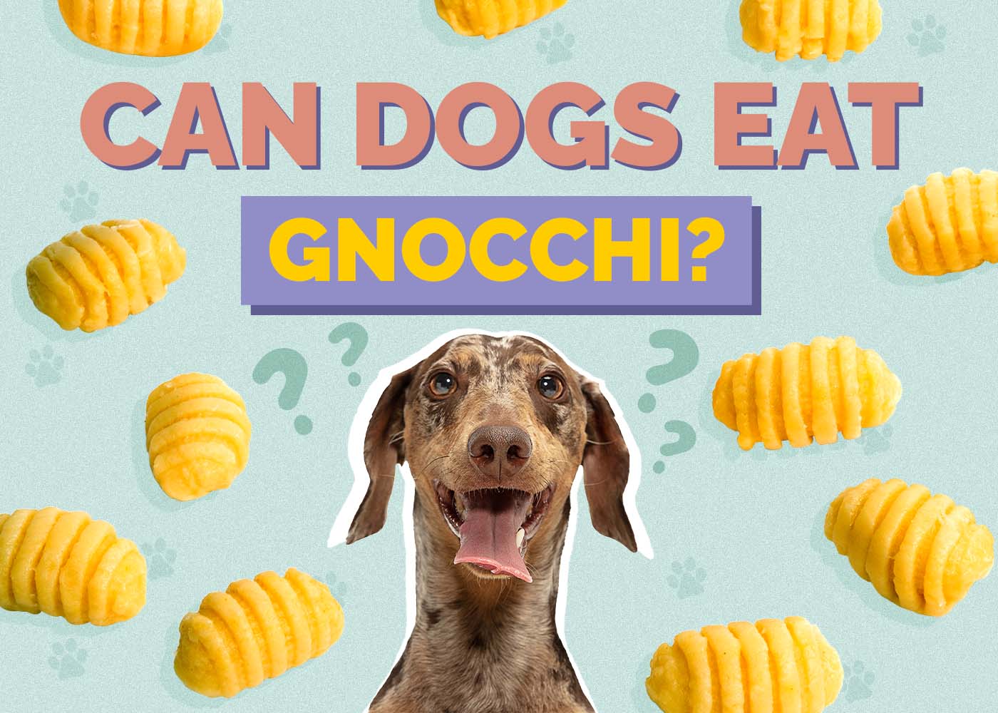 Can Dogs Eat Gnocchi? Vet-Approved Facts & FAQ