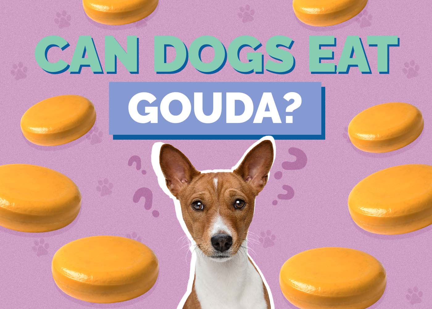 Can Dogs Eat Gouda? Vet-Approved Nutrition Guide