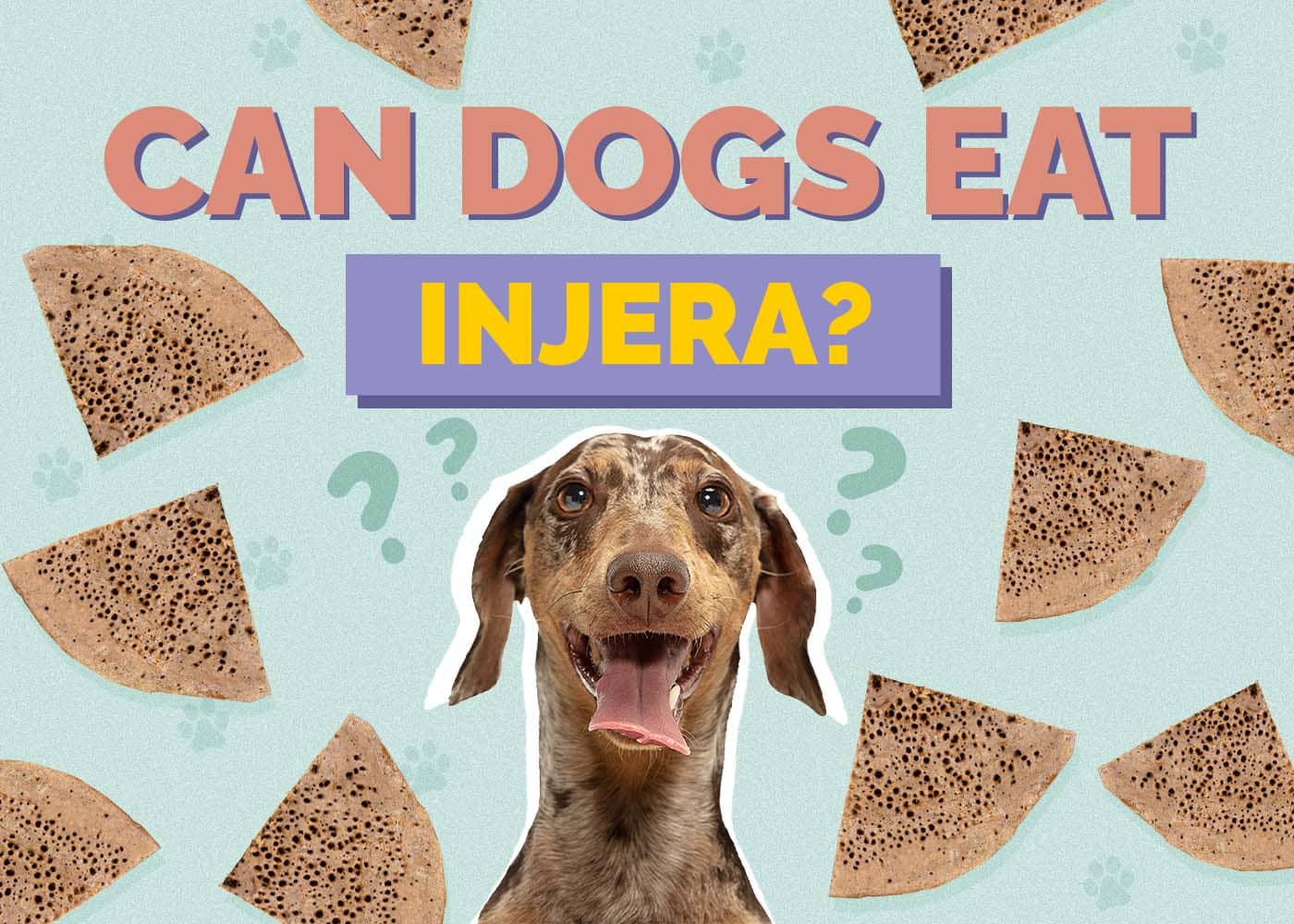 Can Dogs Eat Injera? Vet-Reviewed Health Concerns