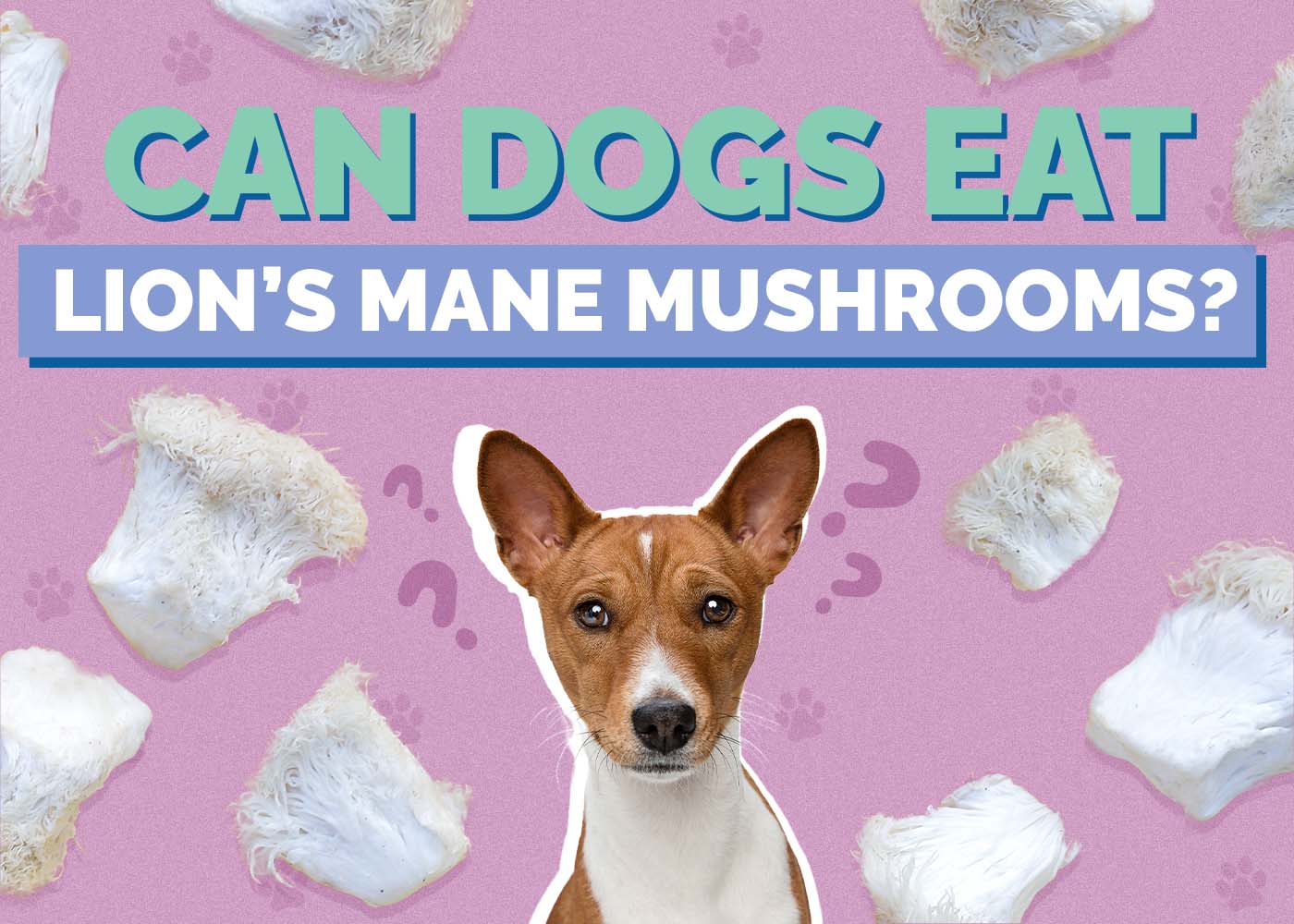 Can Dogs Eat Lion's Mane Mushrooms? Vet-Approved Facts & FAQ