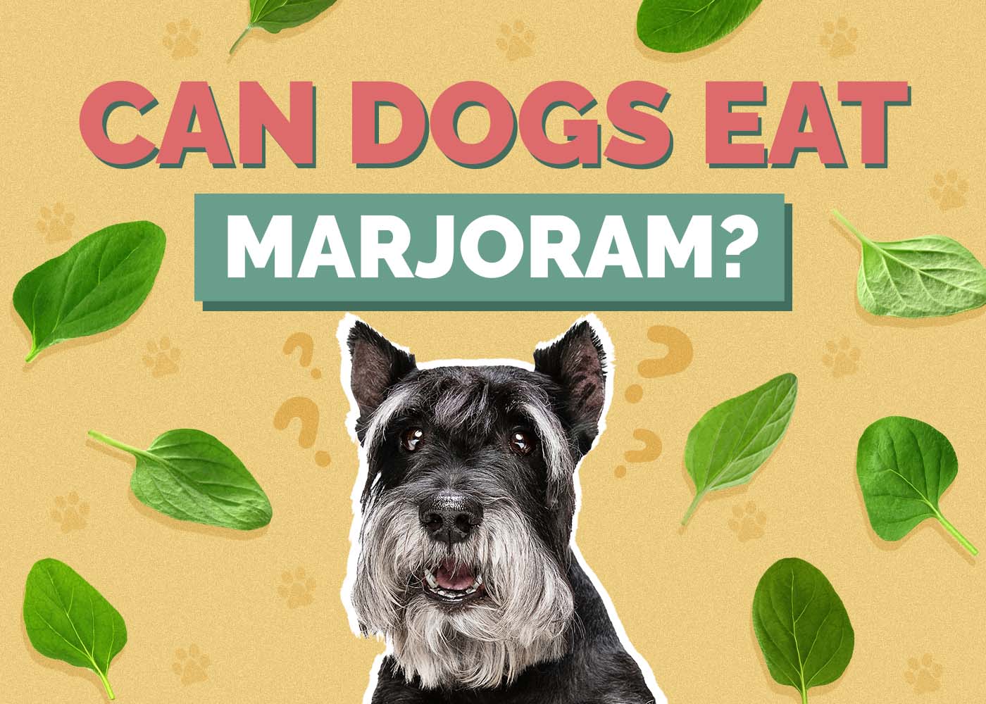 Can Dogs Eat Marjoram? Vet Approved Facts & FAQ