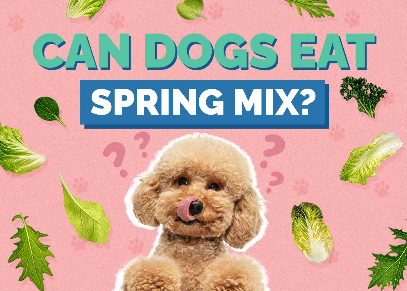 Can Dogs Eat Spring Mix? Vet-Reviewed Benefits & Precautions