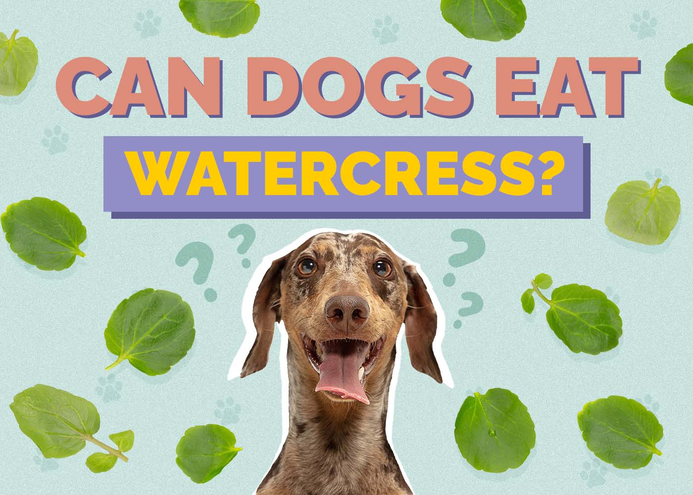 Can Dogs Eat Watercress? Vet-Reviewed Health Concerns