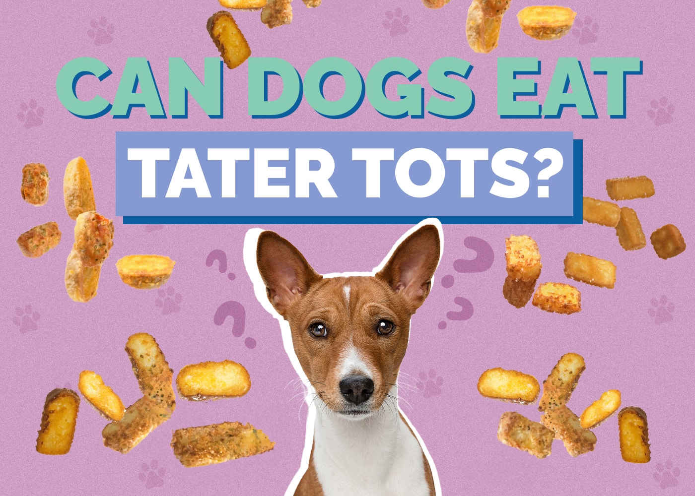 Can Dogs Eat Tater Tots? Vet Approved Facts & FAQs