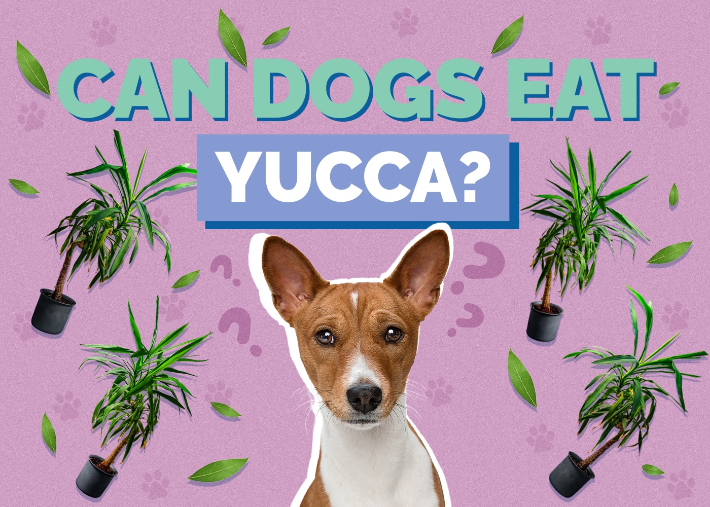 Can Dogs Eat Yucca? Vet-Approved Facts & Alternatives