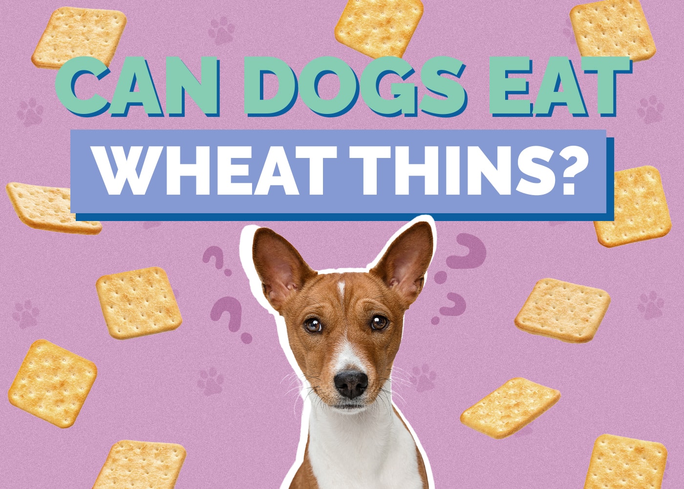 Can Dogs Eat Wheat Thins? 4 Vet Reviewed Reason & Alternatives