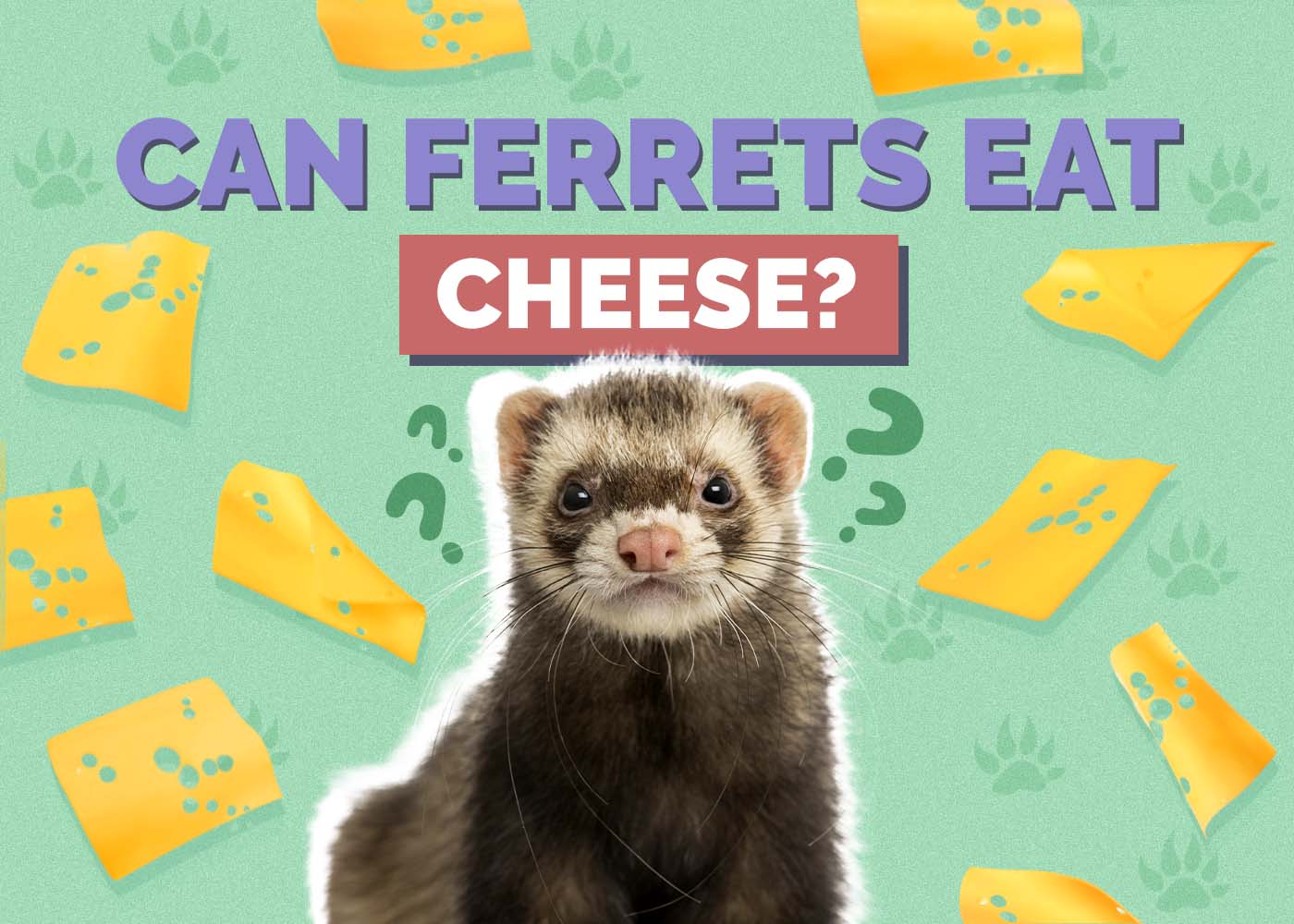 Can Ferrets Eat Cheese? Vet-Verified Nutrition Facts & Safety Guide