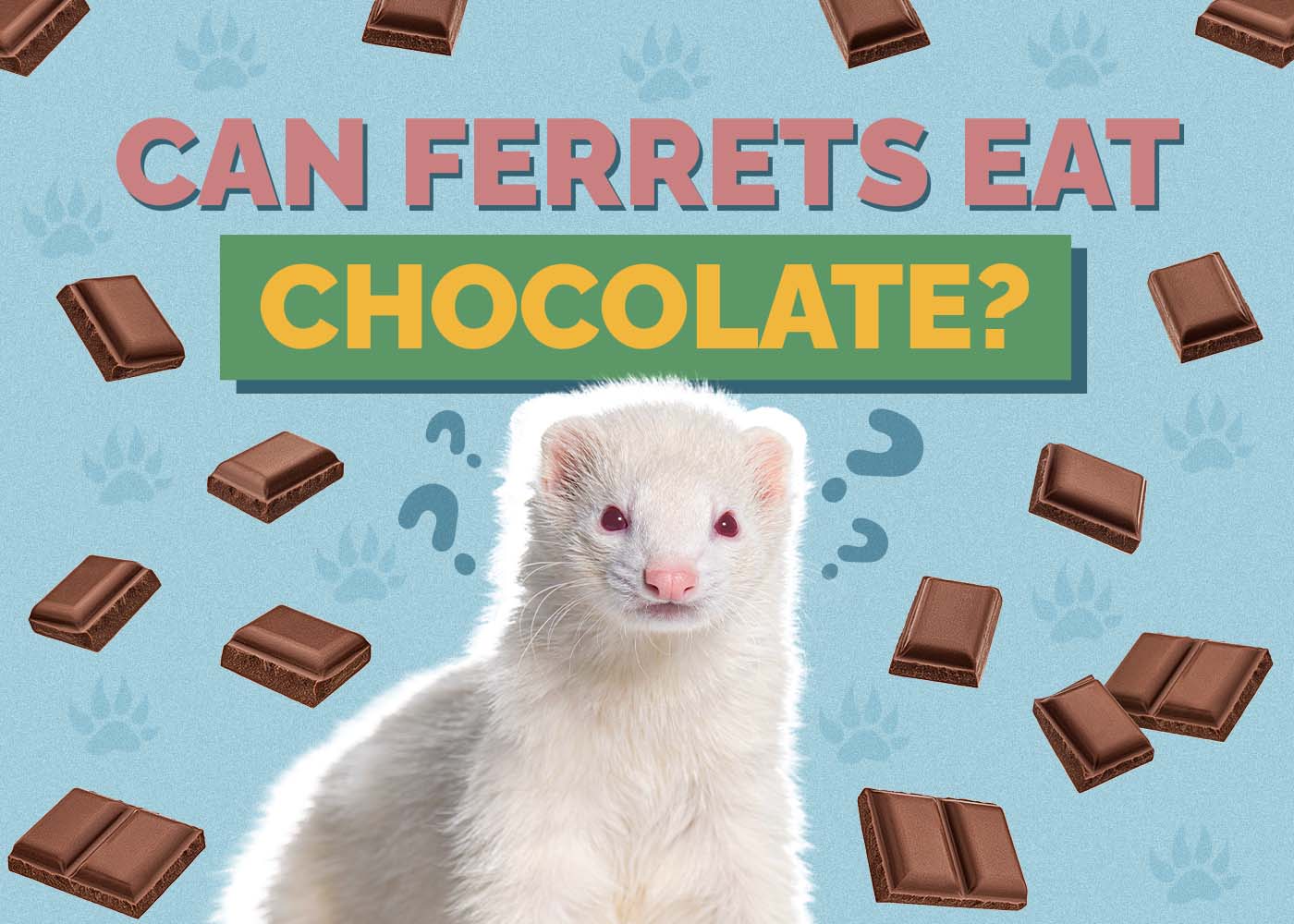 Can Ferrets Eat Chocolate? Vet-Verified Nutrition Facts & Safety Guide
