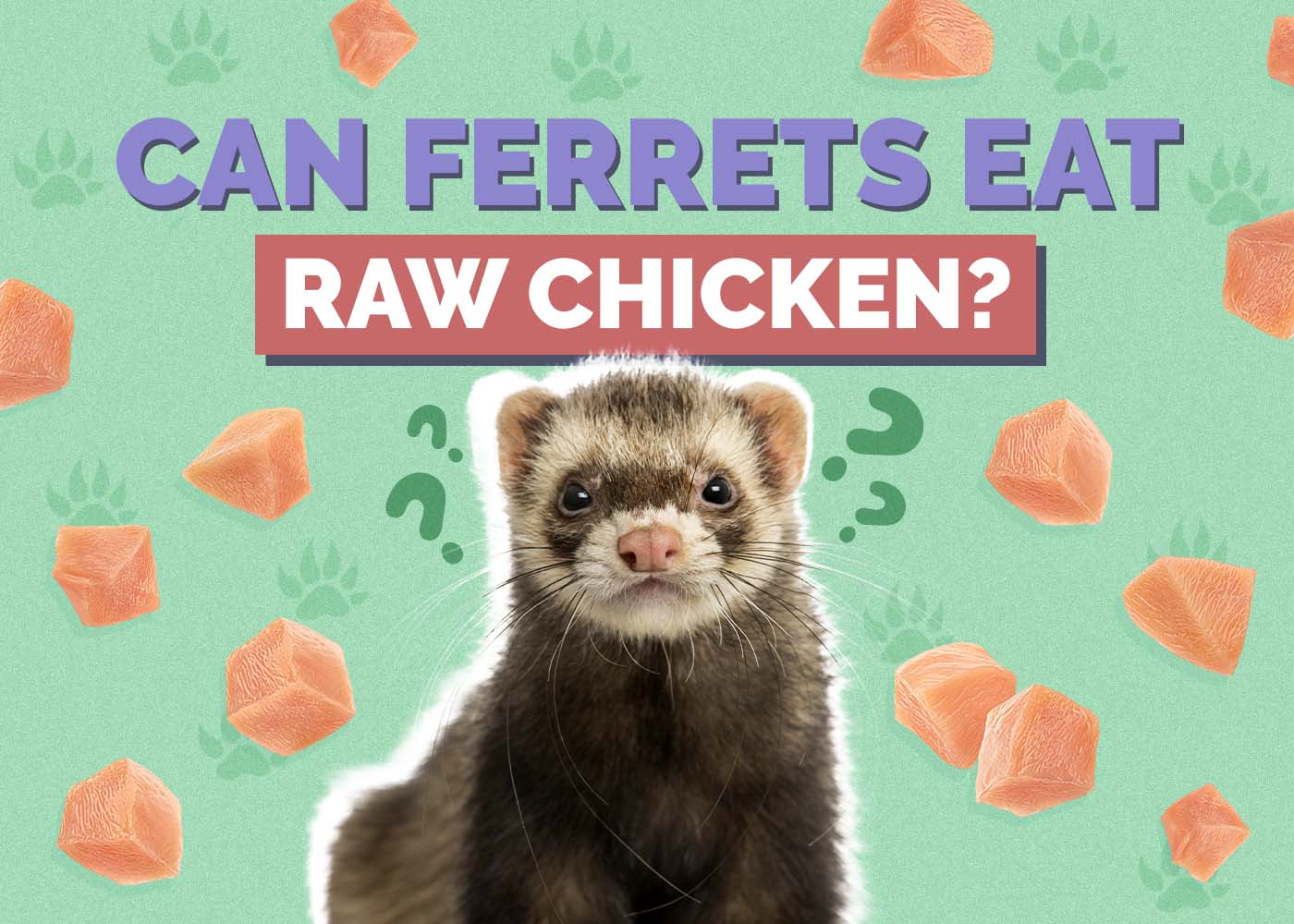 Can Ferrets Eat Raw Chicken? Vet-Verified Nutrition Facts & Safety Guide
