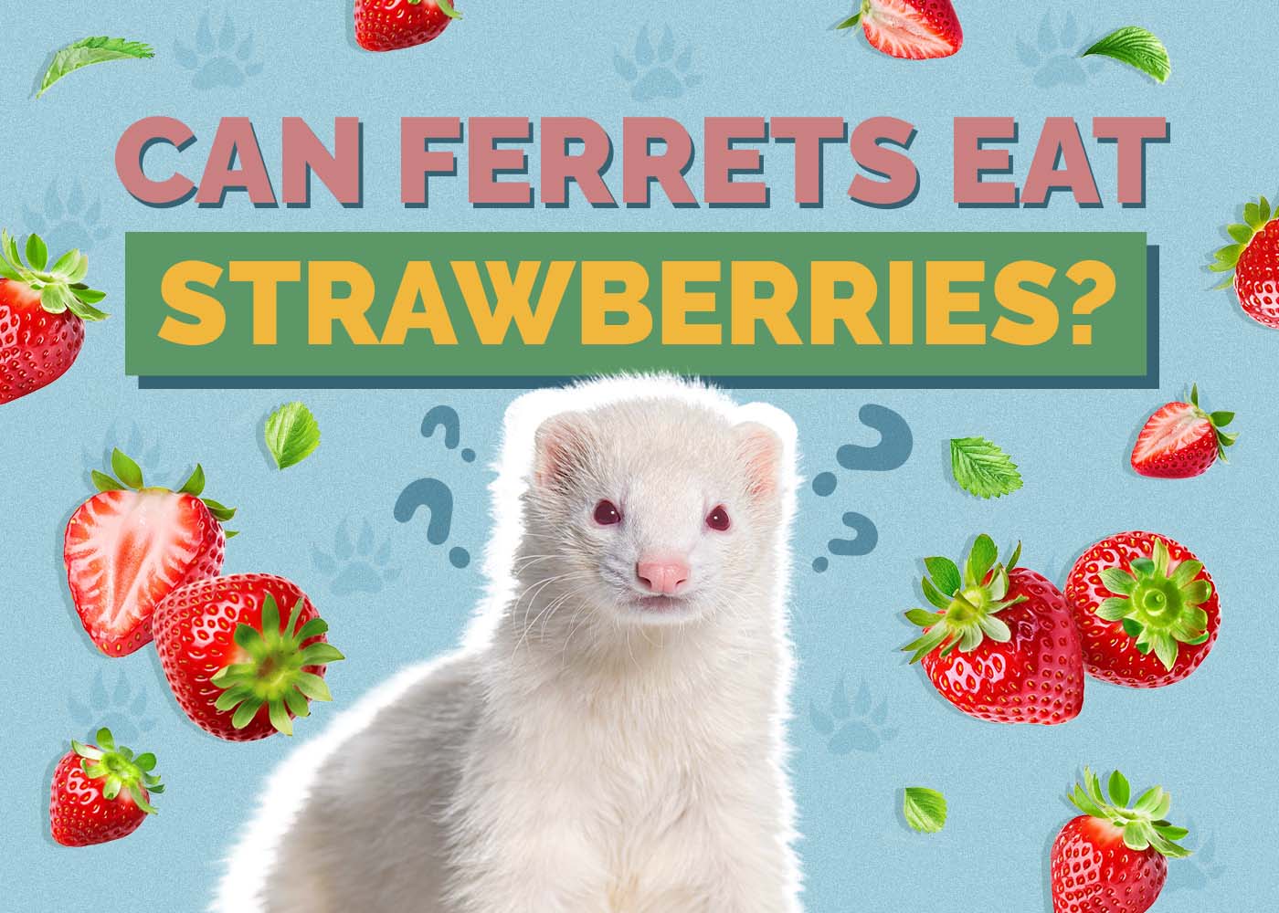 Can Ferrets Eat Strawberries? Vet-Verified Nutrition Facts & FAQ