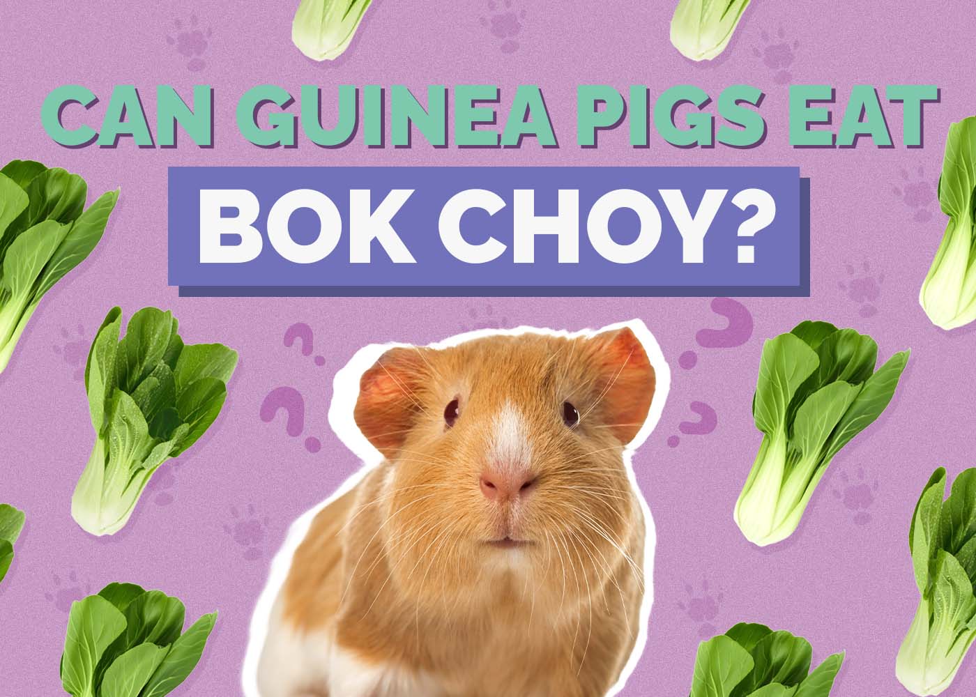 Can Guinea Pigs Eat Bok Choy? Vet-Verified Nutrition Facts & FAQ