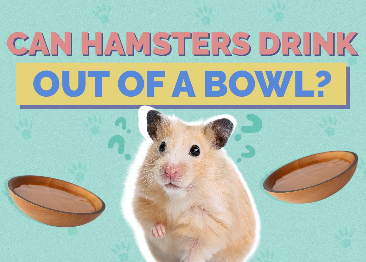 Can Hamsters Drink Out of a Bowl? Vet Verified Benefits & FAQs