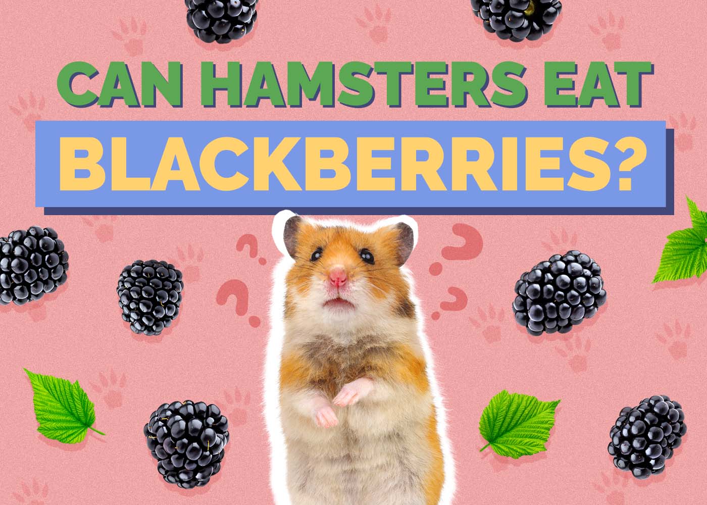 Can Hamsters Eat Blackberries? Vet Reviewed Facts & FAQ