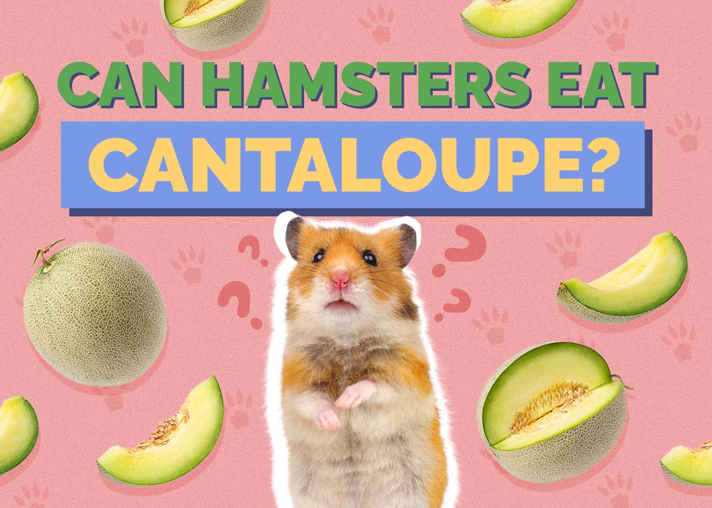 Can Hamsters Eat Cantaloupe? Vet Approved Facts & FAQ