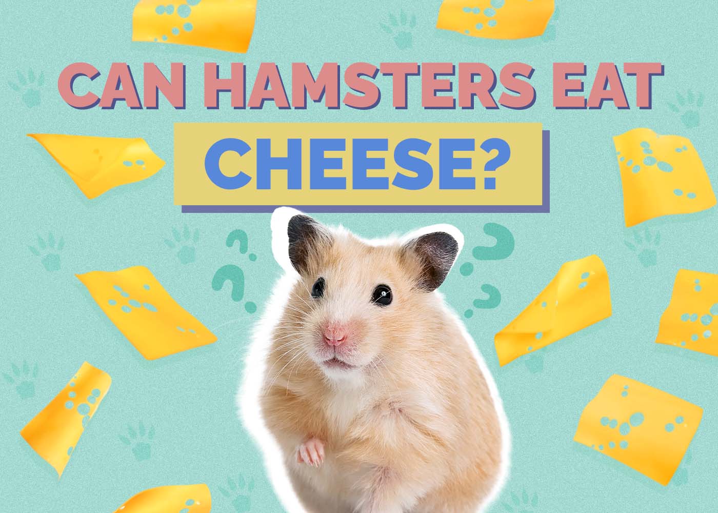 Can Hamsters Eat Cheese? Vet Reviewed Nutritional Value & FAQ