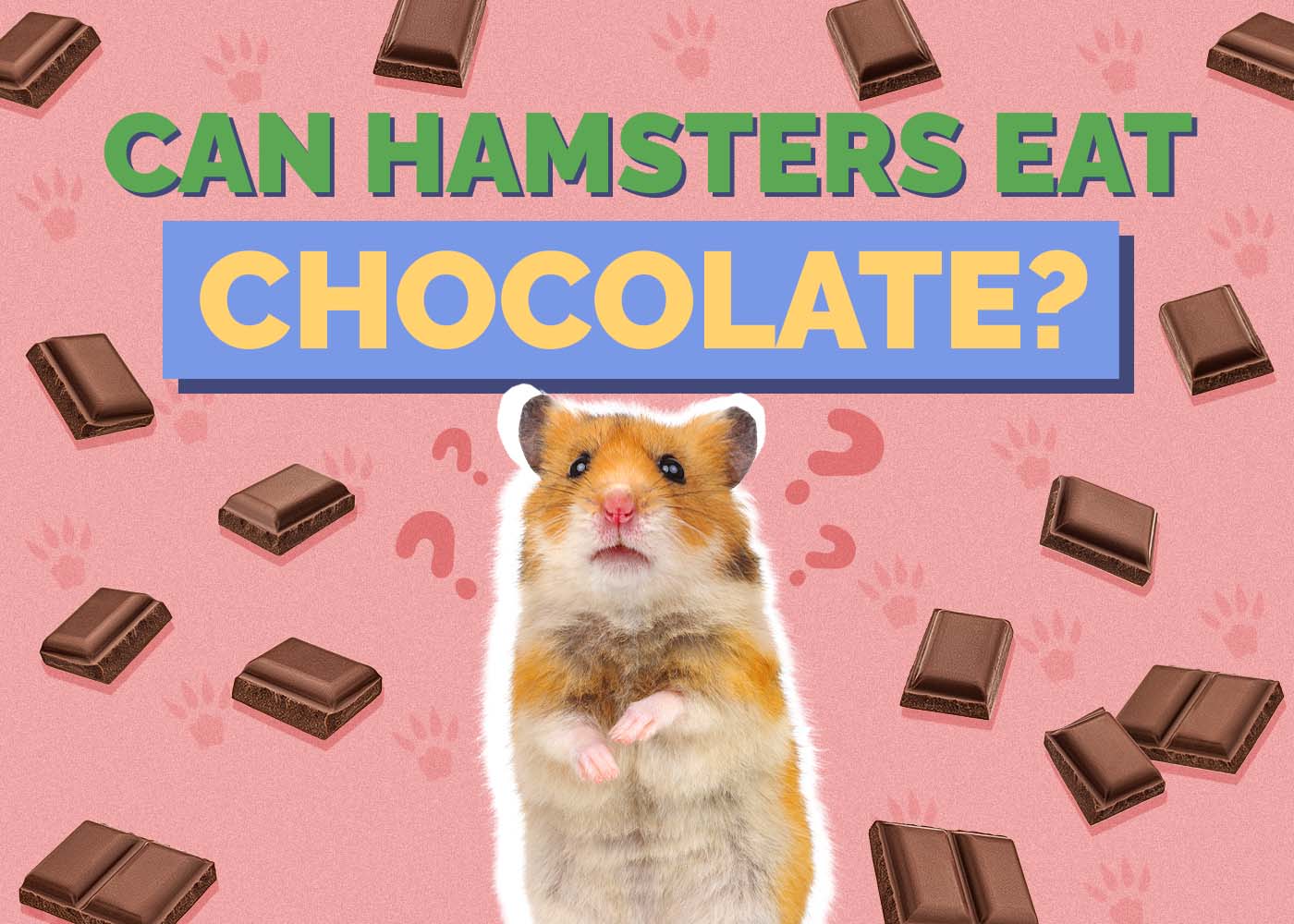 Hepper_Can Hamster Eat_Chocolate