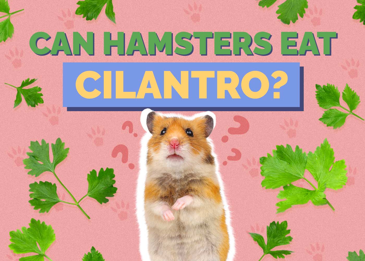 Can Hamsters Eat Cilantro? Vet-Approved Facts & FAQ