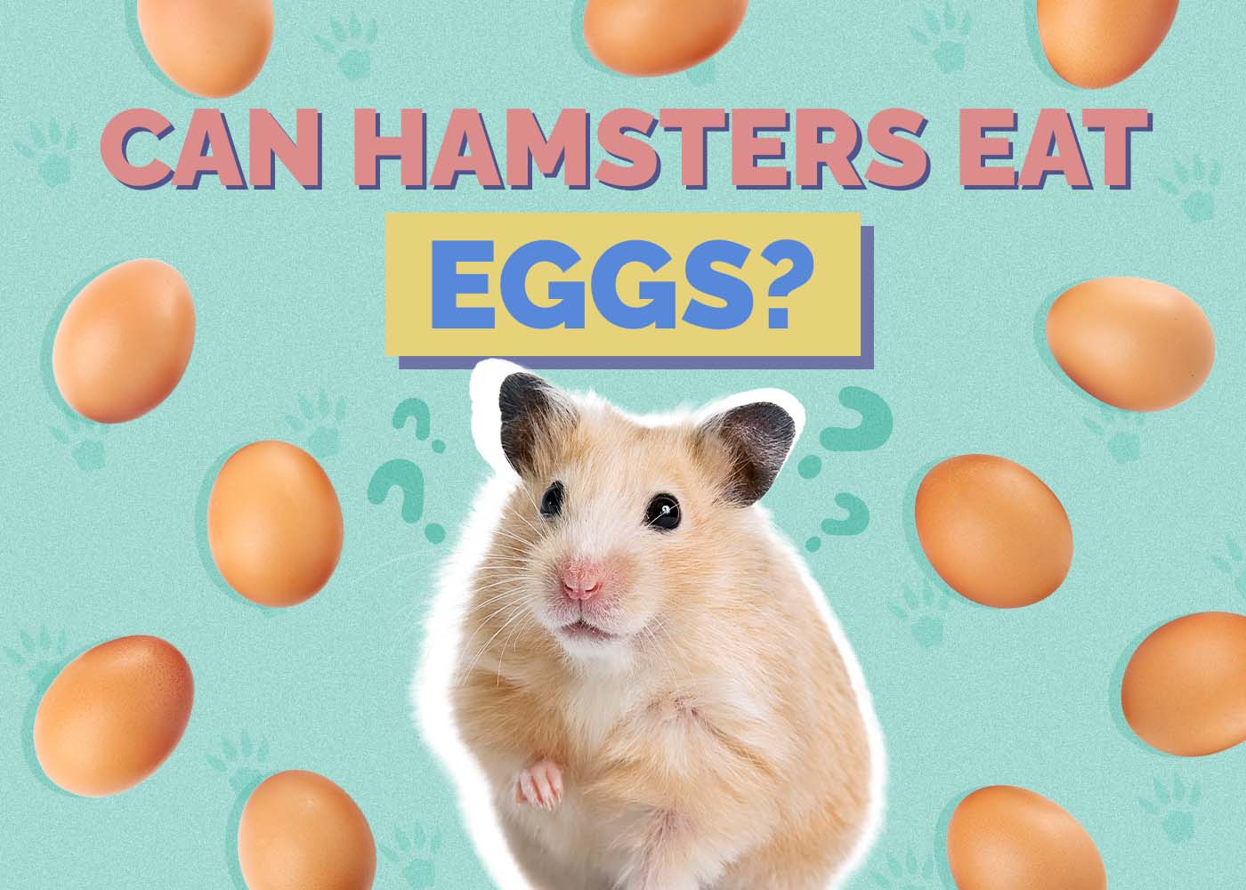 Can Hamsters Eat Eggs? Vet Approved Nutrition Facts and FAQ