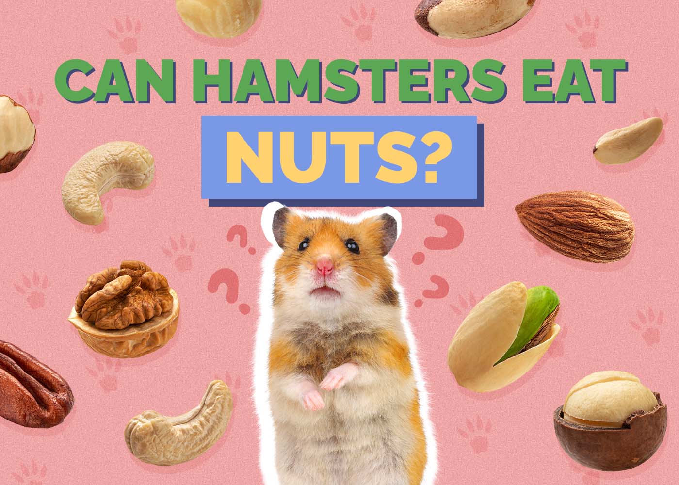 Can Hamsters Eat Nuts? Vet-Approved Facts & Safety Guide