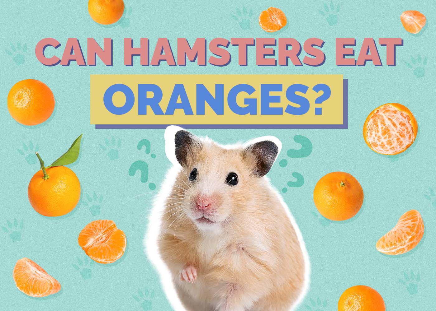 Can Hamsters Eat Oranges? Vet Reviewed Risks, Facts & FAQ