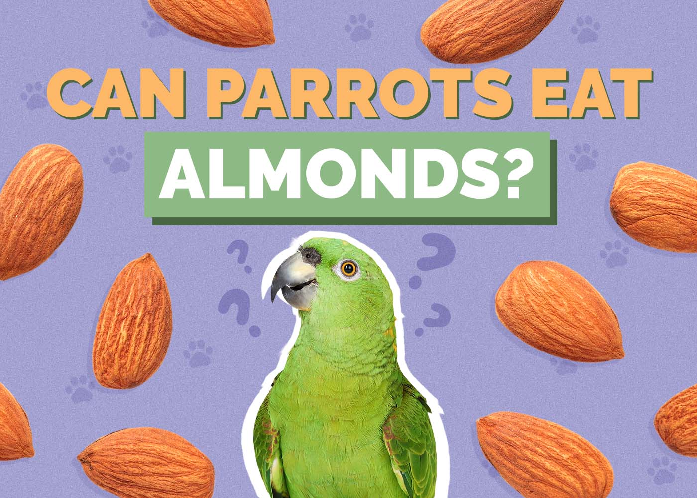 Can Parrots Eat Almonds? Vet-Verified Facts & FAQ