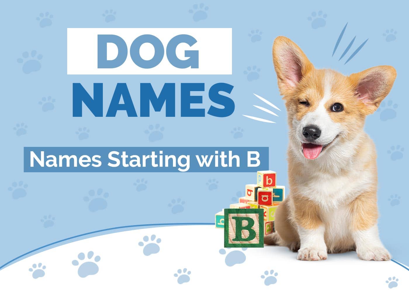 150 Dog Names Starting with B for Your Pup