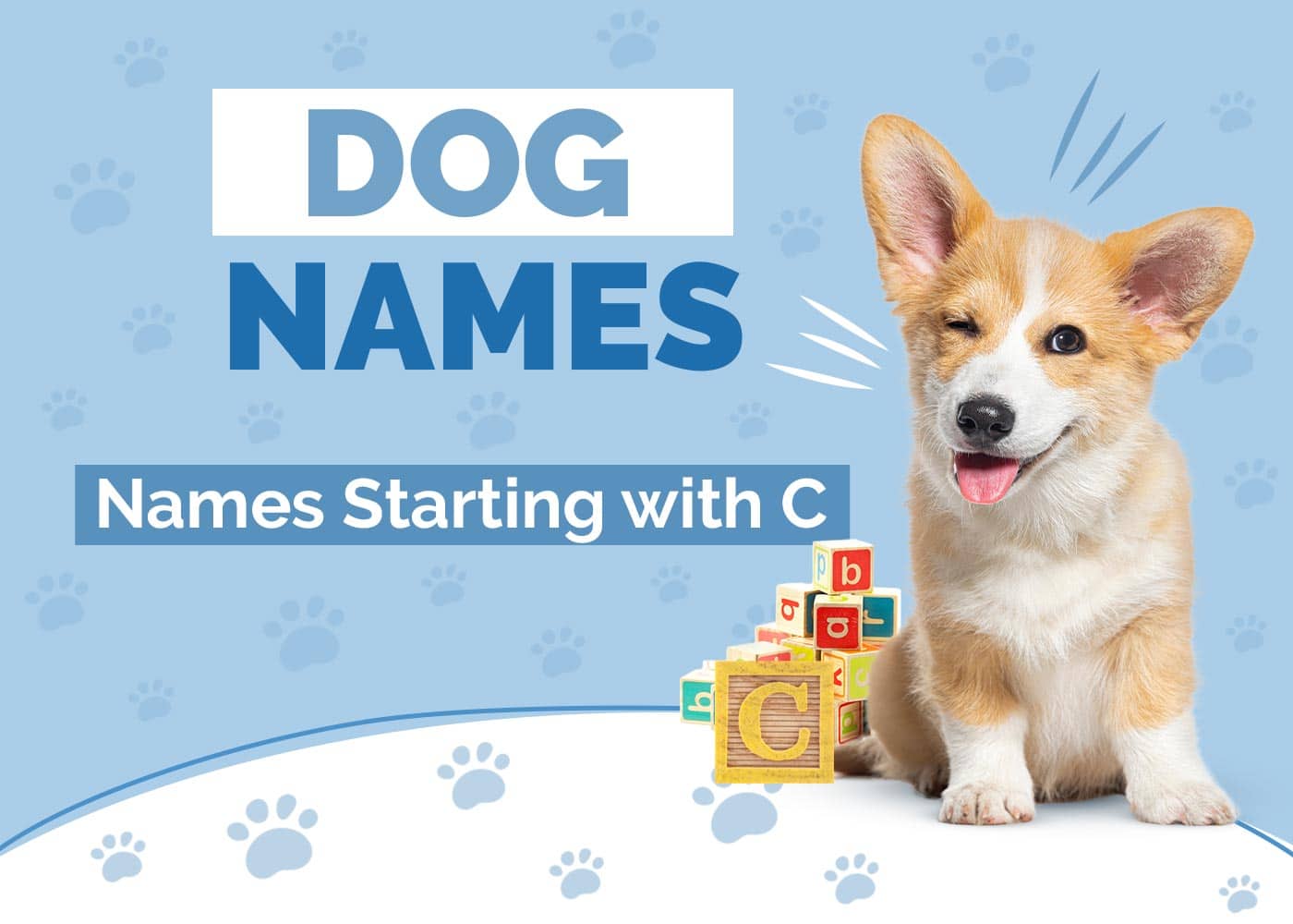 200+ Dog Names Starting with C to Name Your Pup