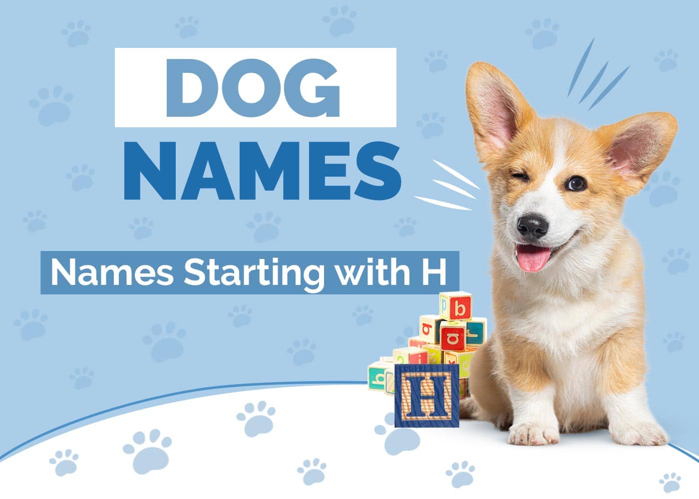 150 Dog Names Starting With H for Your Hairy Pup